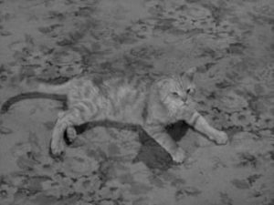 Alfred Hitchcock Presents 3. Sezon 12. Bölüm