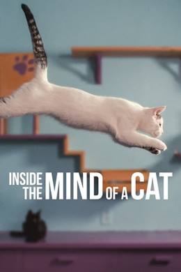 Inside the Mind of a Cat – Kedilerin Aklından Neler Geçiyor?