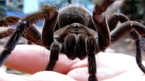 Lost Land of the Jaguar 1. Sezon 2. Bölüm