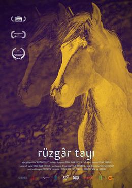 Rüzgâr Tayı