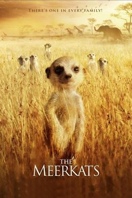 The Meerkats – Mirket Ailesi